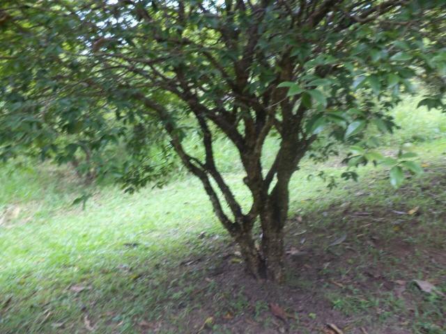 #808 - Terreno para Venda em Atibaia - SP - 3